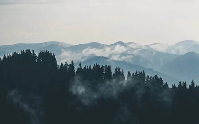 Misty forest on a hillside